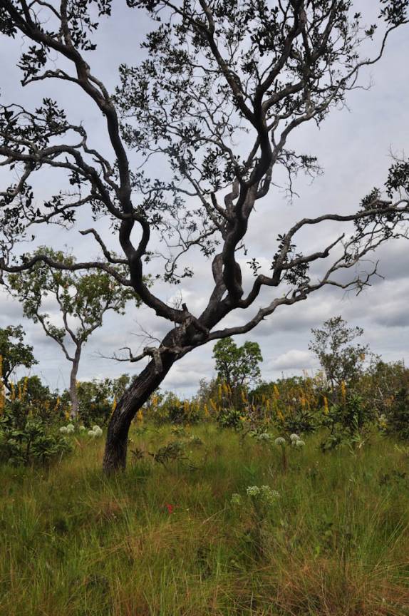 Vegetação de cerrado ao lado do Rio da Prata, região de São Félix do Tocantins, no Jalapão - TO